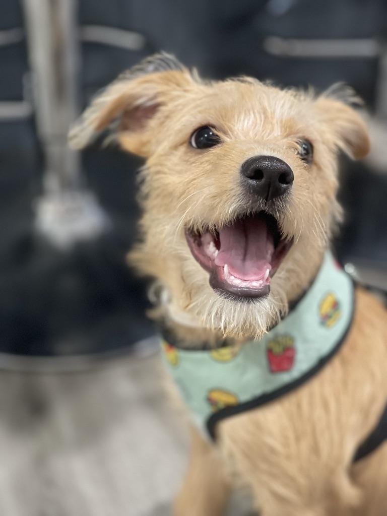 Enlarge Princess, an adopted mixed breed in Los Gatos, CA image 3/5