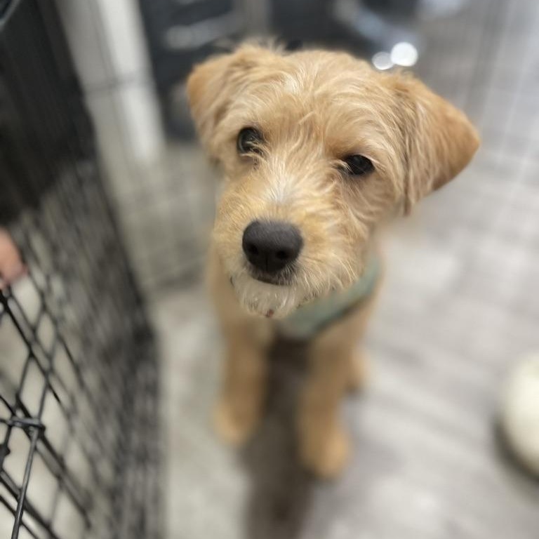 Enlarge Princess, an adopted mixed breed in Los Gatos, CA image 4/5