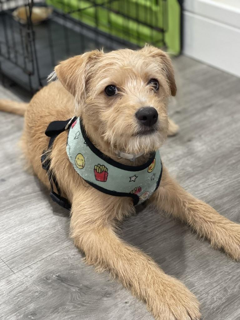 Princess, adopted, Puppy Female Norfolk Terrier.