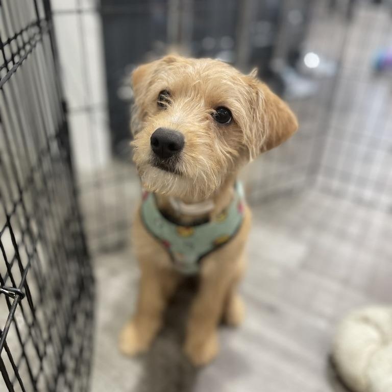 Enlarge Princess, an adopted mixed breed in Los Gatos, CA image 5/5