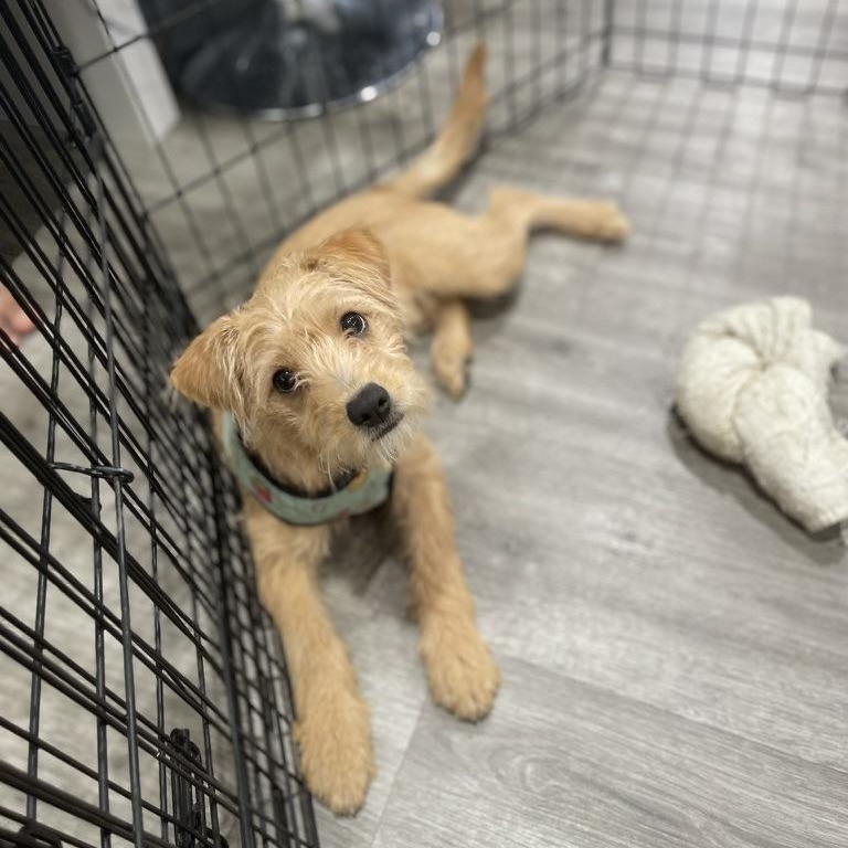 Enlarge Princess, an adopted mixed breed in Los Gatos, CA image 2/5