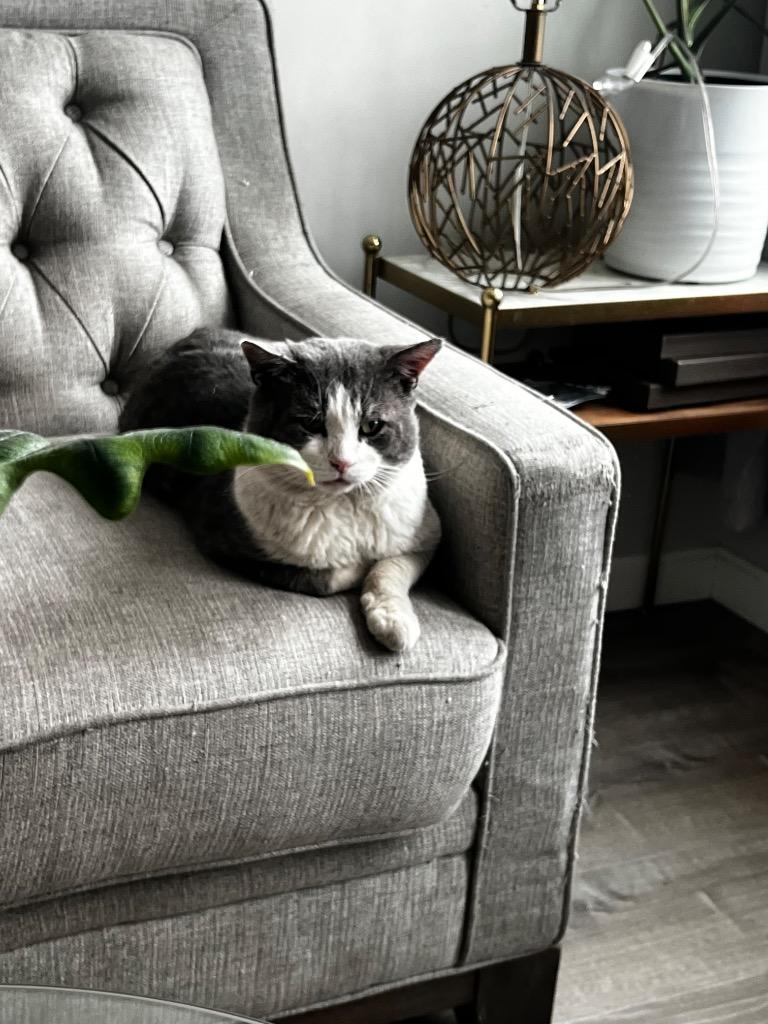 Hamburger, Adoptable, Adult Male Domestic Short Hair.