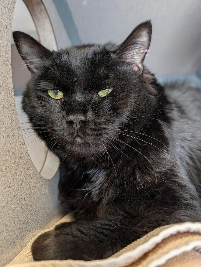 Jesse, ADOPTABLE, Senior Male Domestic Short Hair.