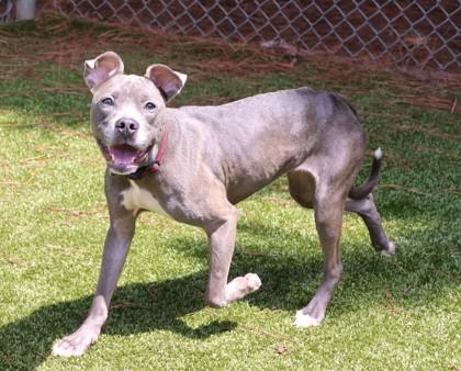 Miley Cyrus, a Adoptable Mixed Breed in Athens, GA image 1/3