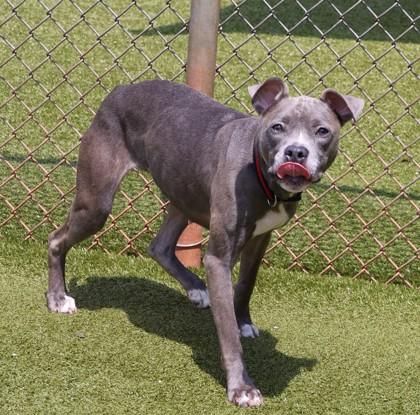 Miley Cyrus, Adoptable, Adult Female Mixed Breed.