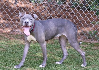 Miley Cyrus, a Adoptable Mixed Breed in Athens, GA image 3/3
