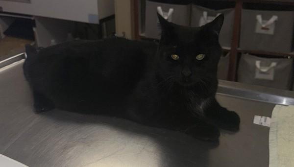 Enlarge Finn, a Adoptable mixed breed in Dublin, CA image 1/2