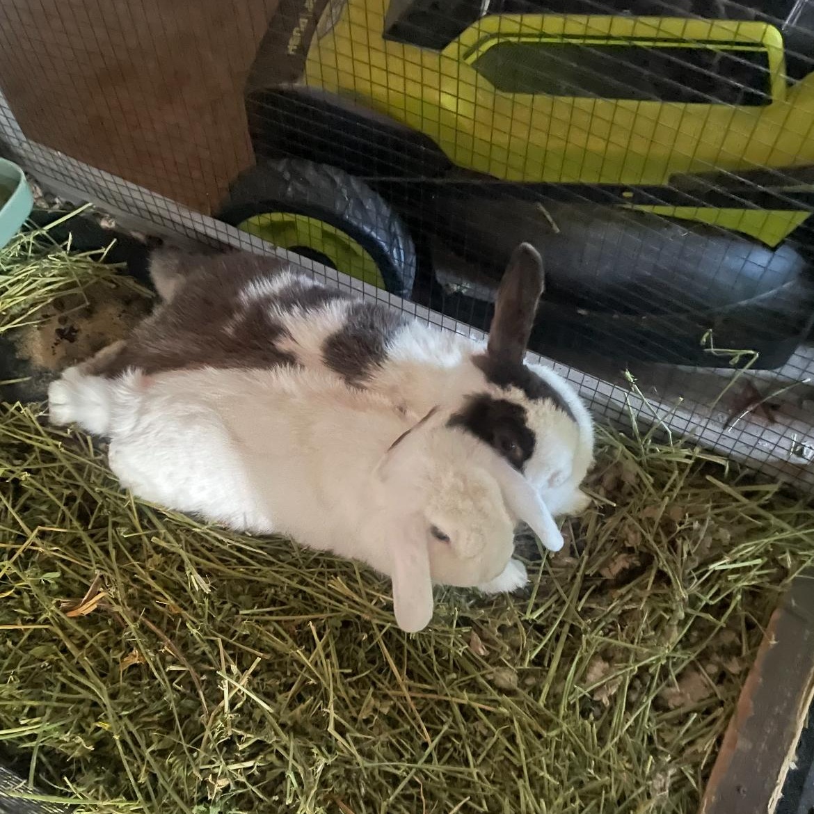 Enlarge Snowball & Mable, a ADOPTABLE Lop Eared in FOLEY, AL image 1/1