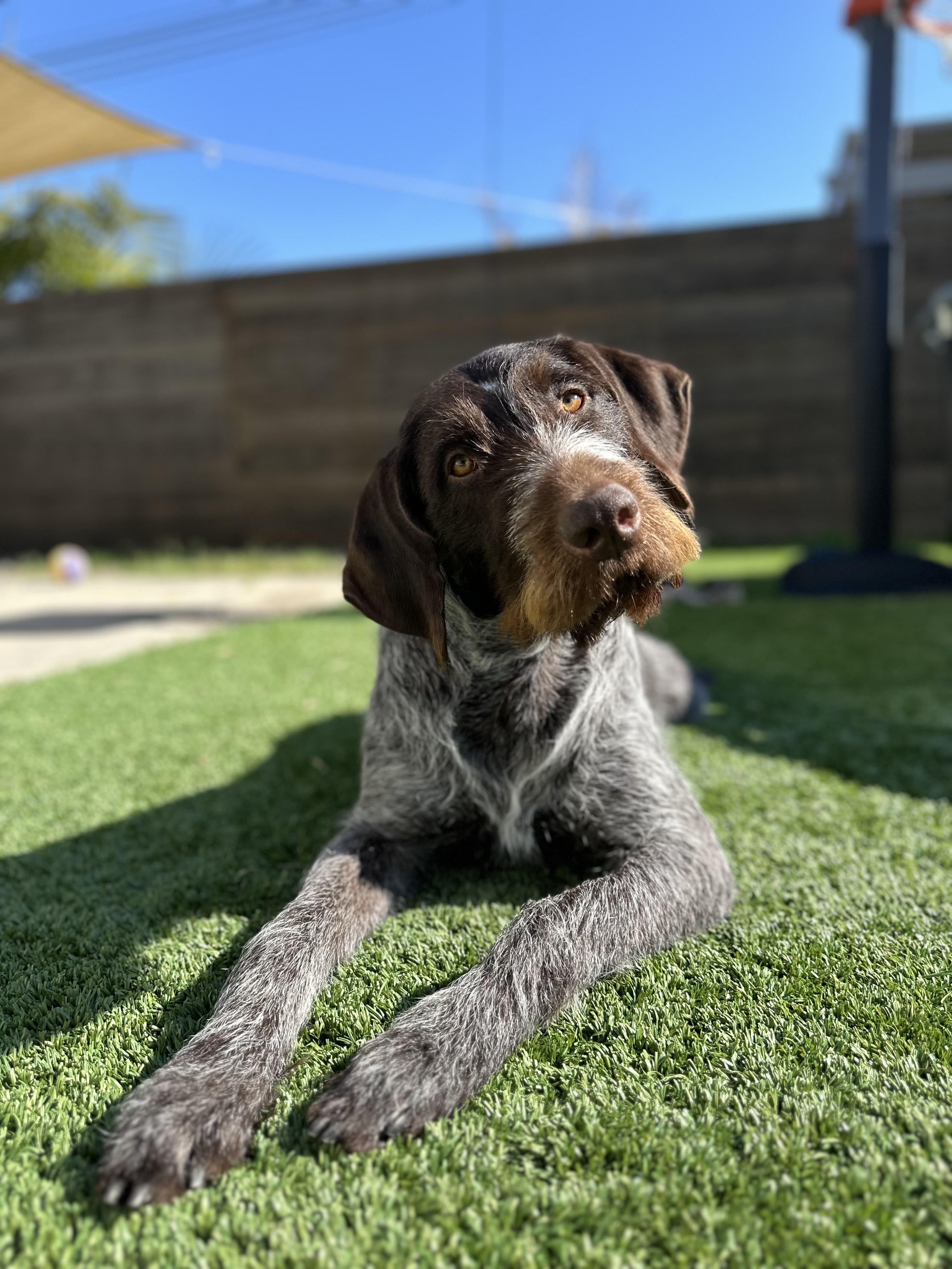 Enlarge Laker NEEDS FOSTER (Huntington Beach, California), a Adoptable German Wirehaired Pointer in Santa Rosa, CA image 1/3