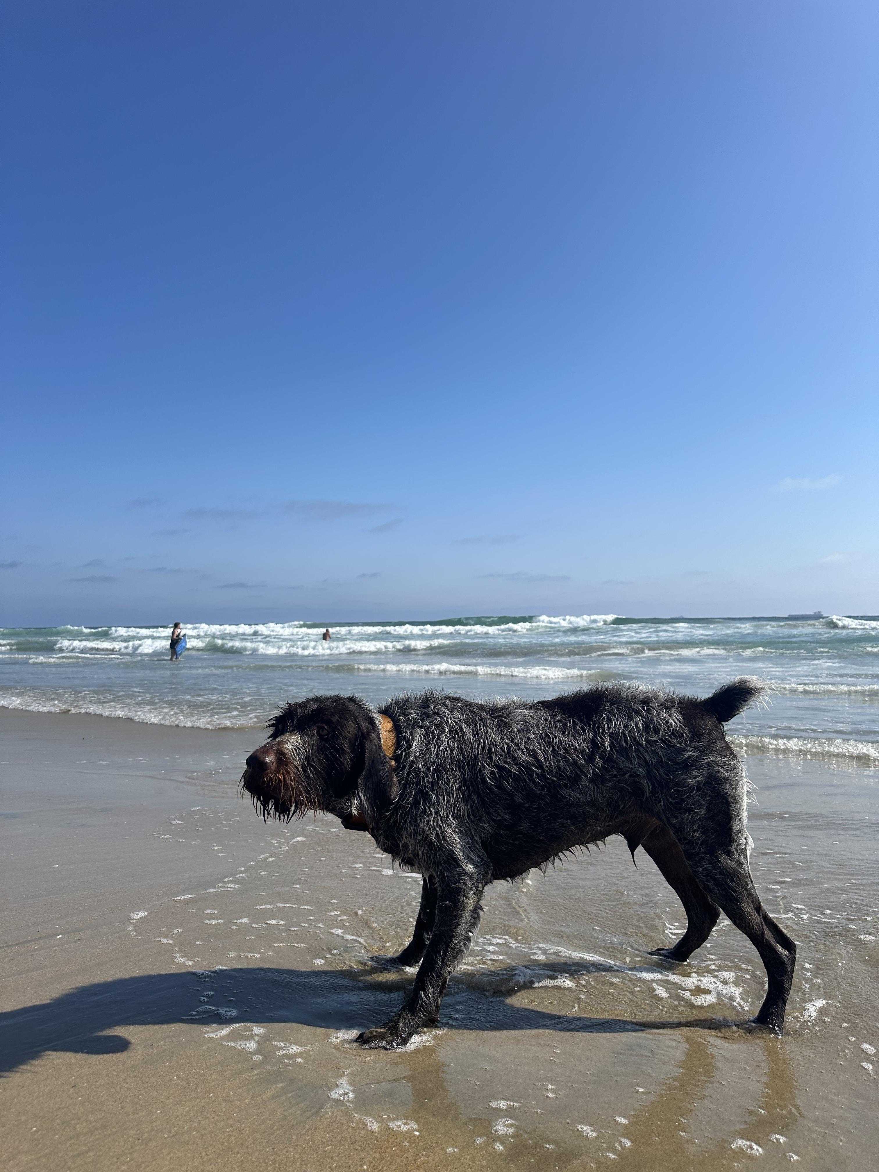 Enlarge Laker NEEDS FOSTER (Huntington Beach, California), a Adoptable German Wirehaired Pointer in Santa Rosa, CA image 2/3