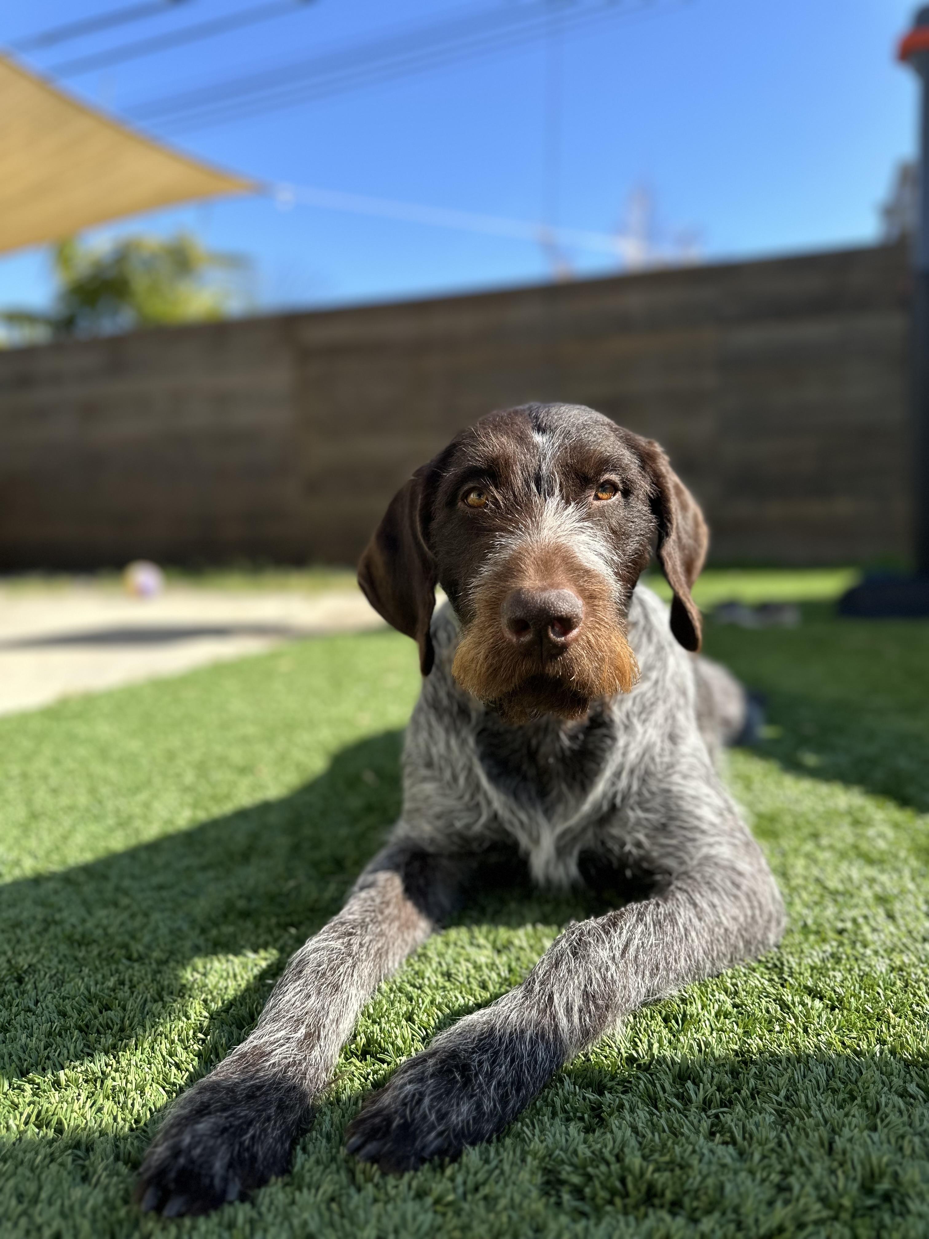 Enlarge Laker NEEDS FOSTER (Huntington Beach, California), a Adoptable German Wirehaired Pointer in Santa Rosa, CA image 3/3