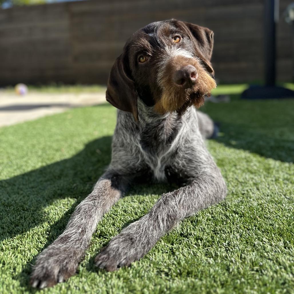 Laker NEEDS FOSTER (Huntington Beach, California), a Adoptable German Wirehaired Pointer in Santa Rosa, CA image 1/3