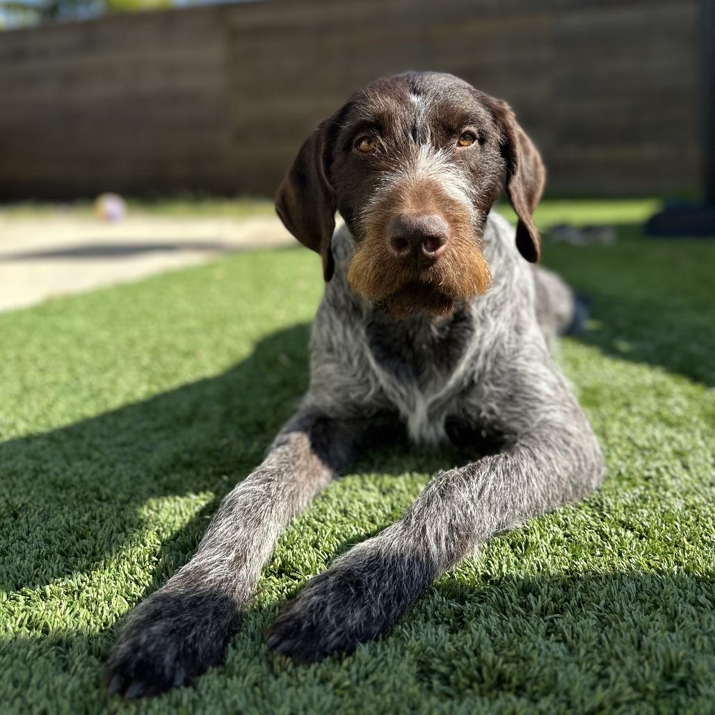 Laker NEEDS FOSTER (Huntington Beach, California), a Adoptable German Wirehaired Pointer in Santa Rosa, CA image 2/3