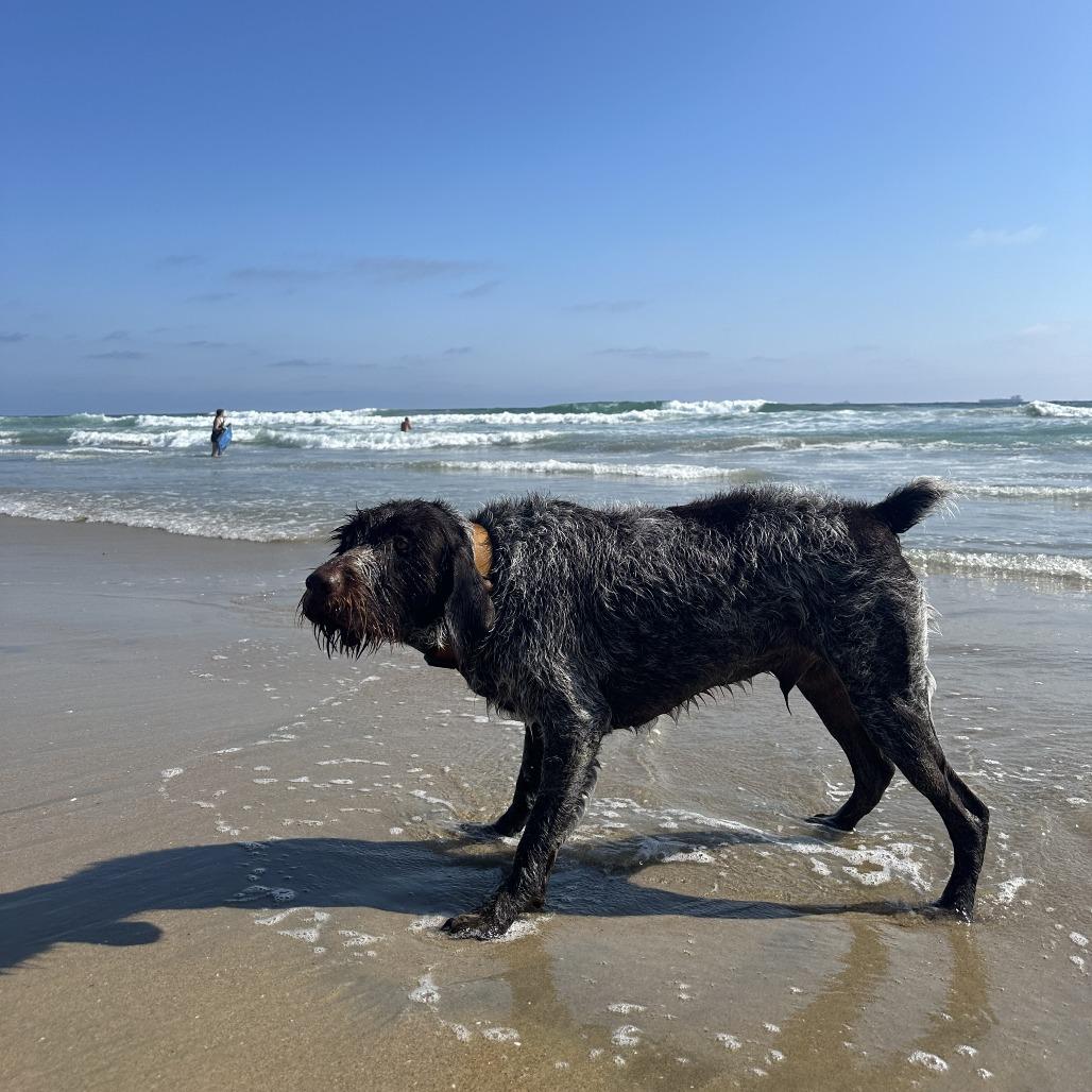 Laker NEEDS FOSTER (Huntington Beach, California), a Adoptable German Wirehaired Pointer in Santa Rosa, CA image 3/3