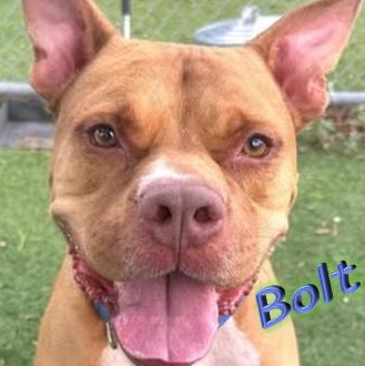 Enlarge Bolt, a Adoptable American Staffordshire Terrier in Palm Harbor, FL image 4/6