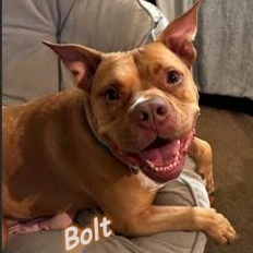 Bolt, Adoptable, Adult Male American Staffordshire Terrier.