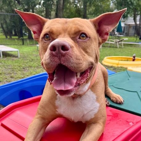 Enlarge Bolt, a Adoptable American Staffordshire Terrier in Palm Harbor, FL image 3/6