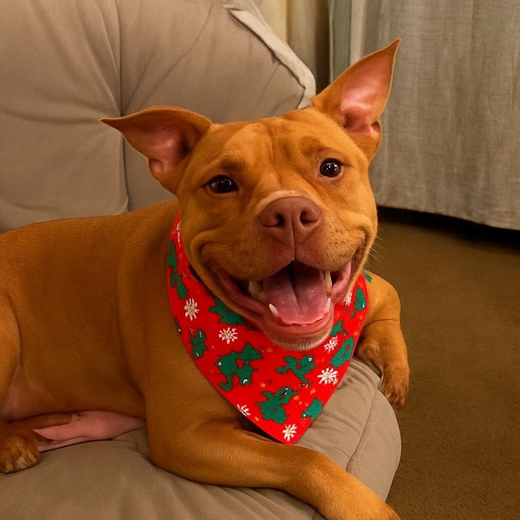 Bolt, Adoptable, Adult Male American Staffordshire Terrier.