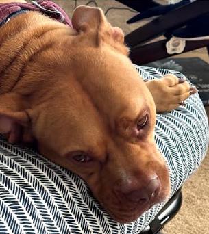 Enlarge Bolt, a Adoptable American Staffordshire Terrier in Palm Harbor, FL image 6/6