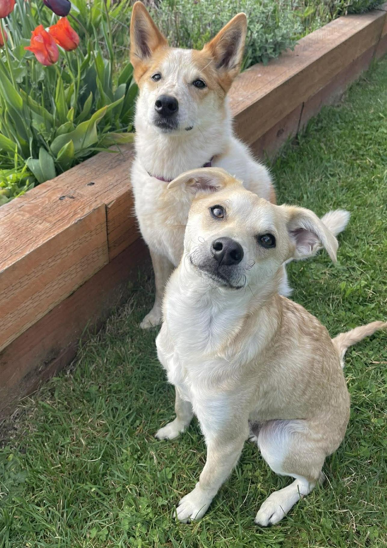 Enlarge Parka (Winter litter), a Adoptable mixed breed in Silvana, WA image 4/6