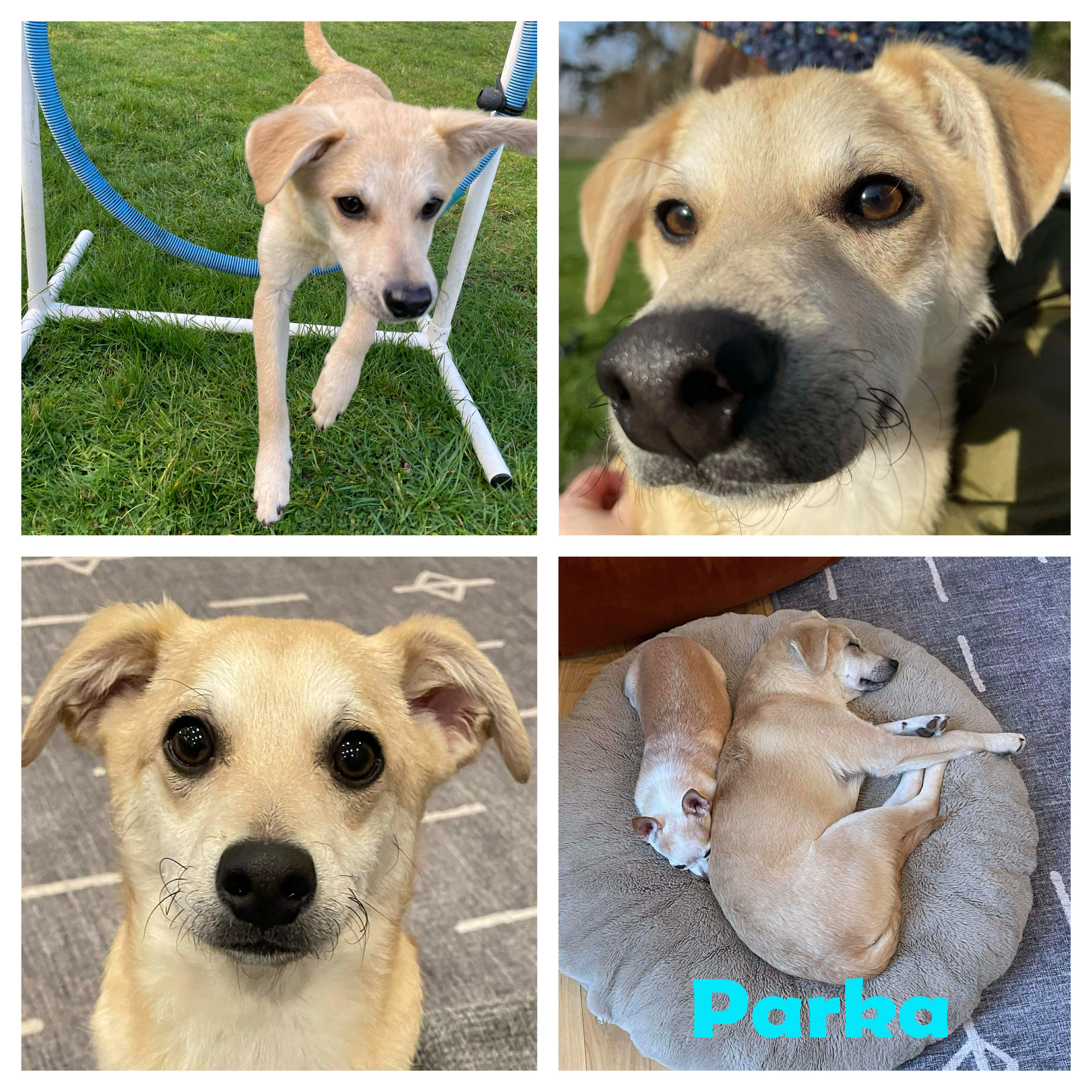 Enlarge Parka (Winter litter), a Adoptable mixed breed in Silvana, WA image 2/6