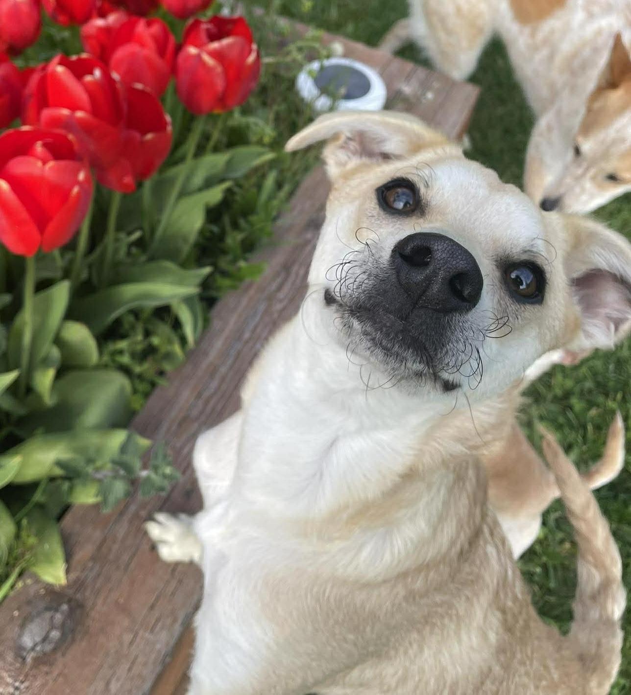 Parka (Winter litter), Adoptable, Puppy Male Chihuahua & Belgian Shepherd / Malinois.