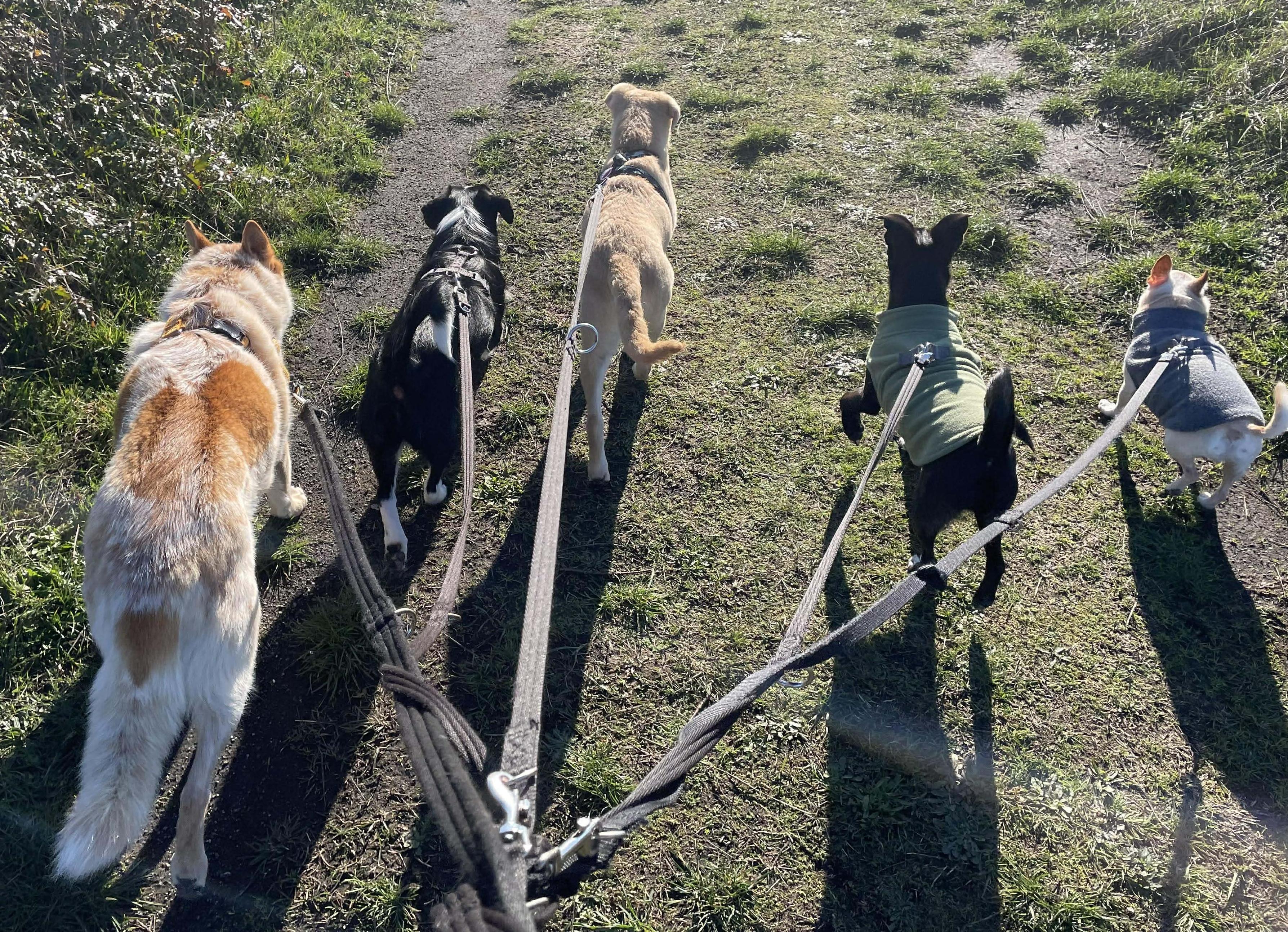 Enlarge Parka (Winter litter), a Adoptable mixed breed in Silvana, WA image 4/6