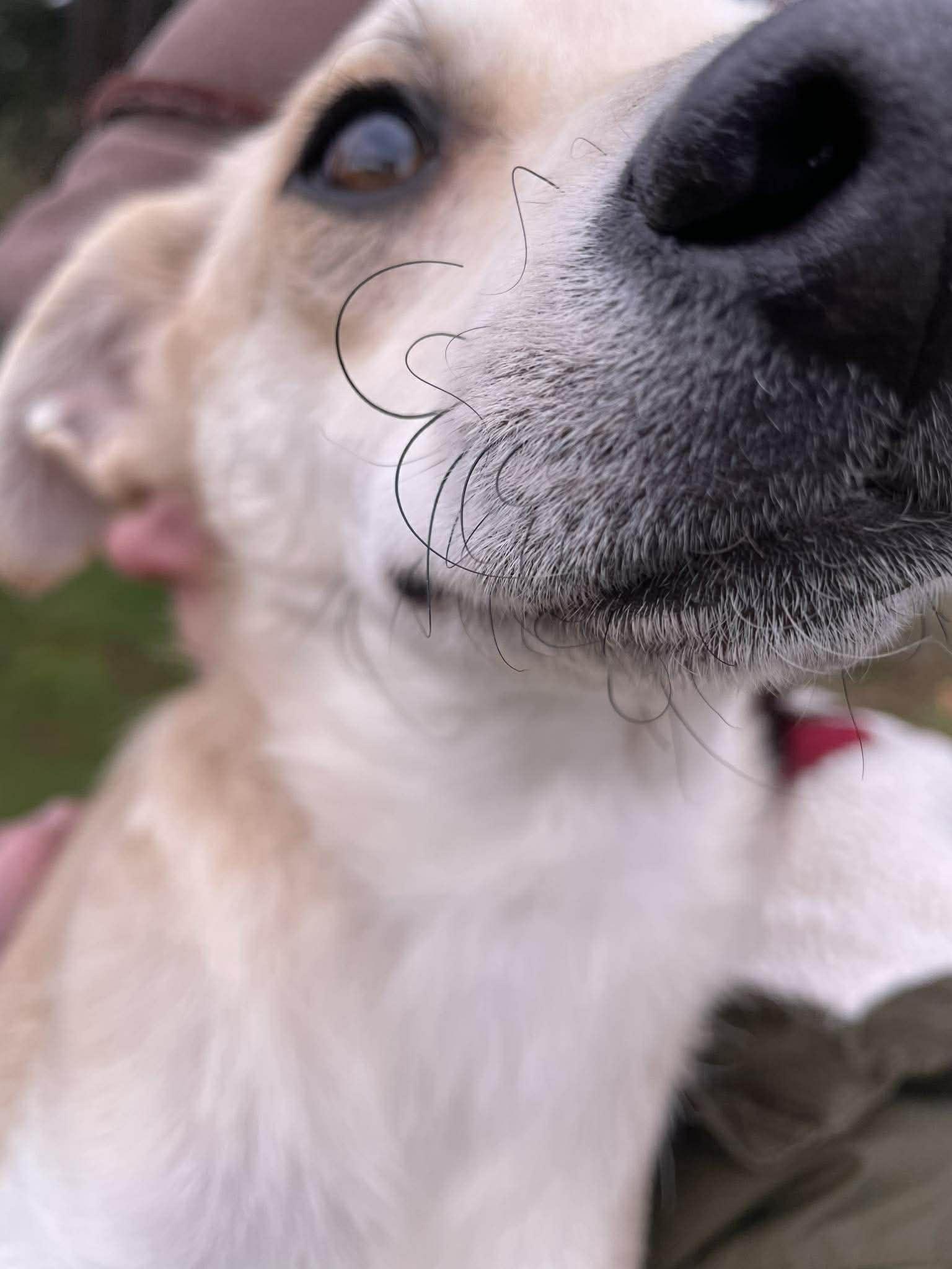 Enlarge Parka (Winter litter), a Adoptable mixed breed in Silvana, WA image 5/6