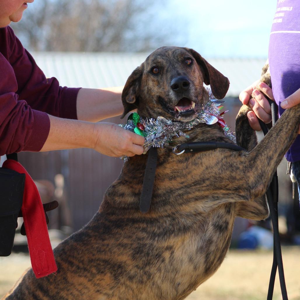 Dani, Adoptable, Senior Female Mixed Breed & Mixed Breed.