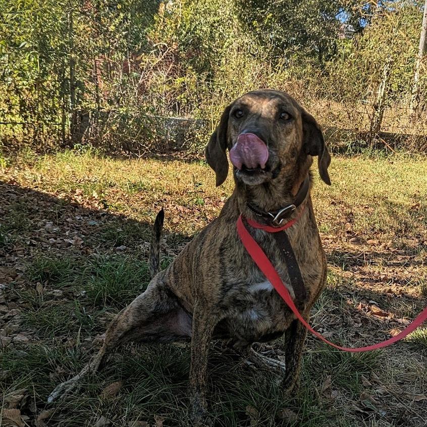 Enlarge Dani, a Adoptable mixed breed in Pauls Valley, OK image 2/5