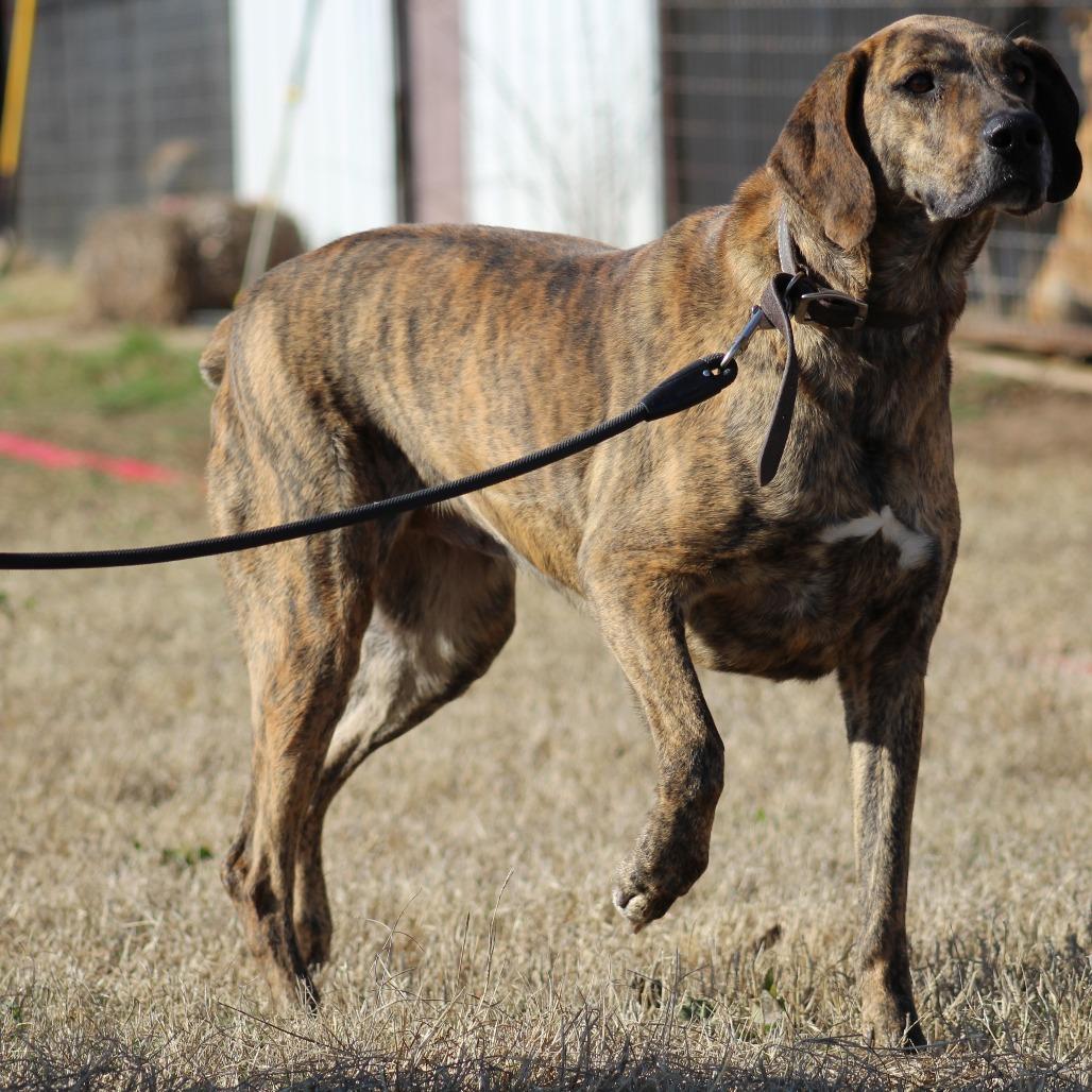 Enlarge Dani, a Adoptable mixed breed in Pauls Valley, OK image 3/5