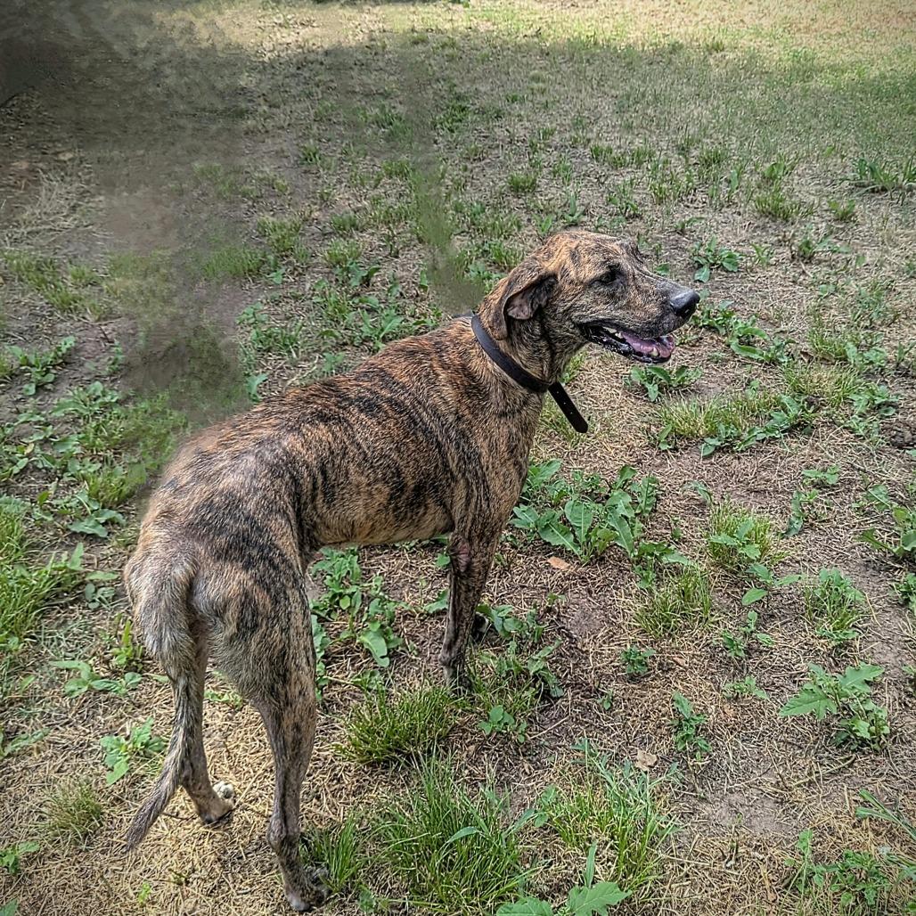 Enlarge Dani, a Adoptable mixed breed in Pauls Valley, OK image 4/5