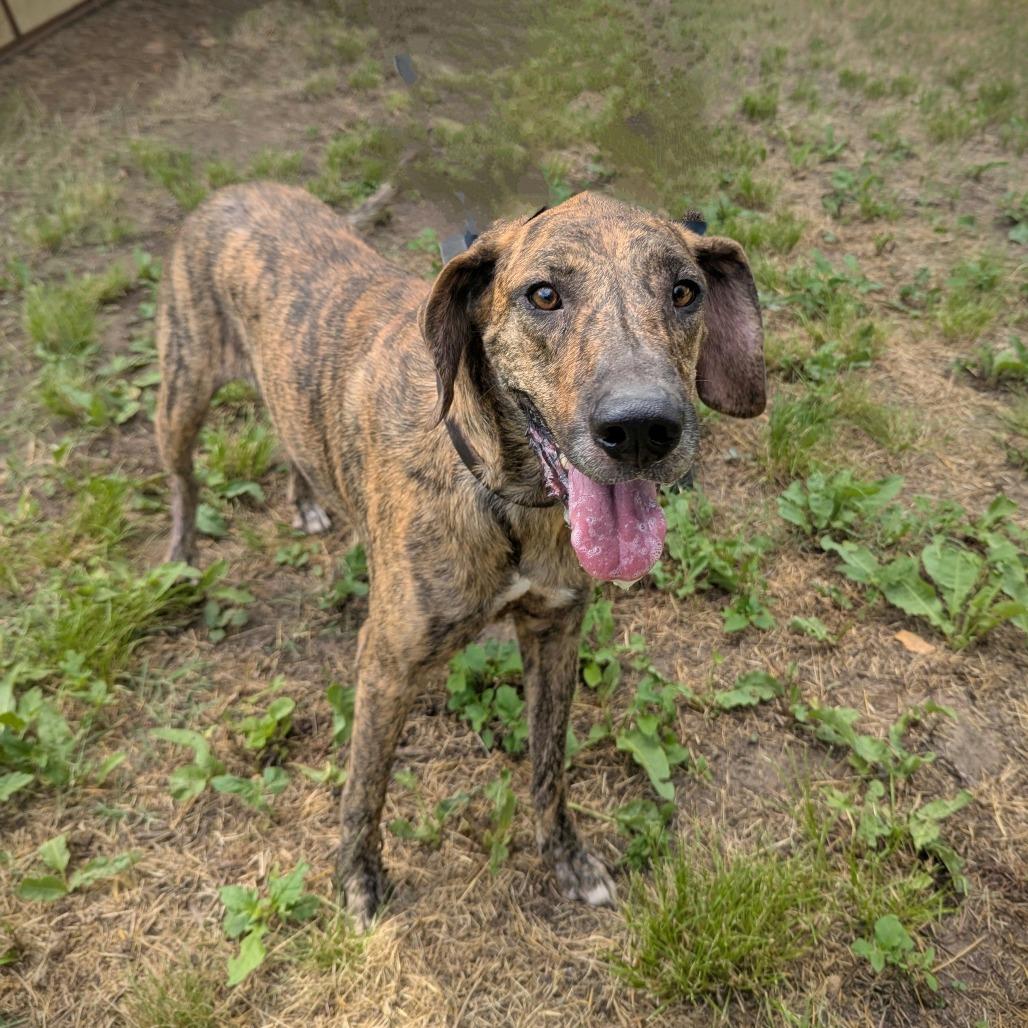 Enlarge Dani, a Adoptable mixed breed in Pauls Valley, OK image 5/5