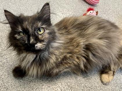 Enlarge Luna, a Adoptable mixed breed in Madison, WI image 1/3