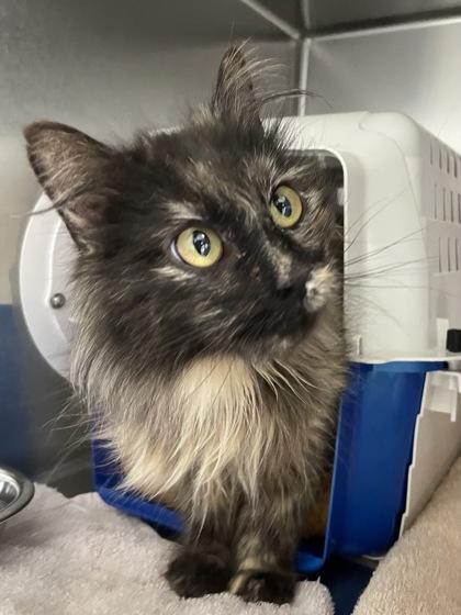 Enlarge Luna, a Adoptable mixed breed in Madison, WI image 2/3