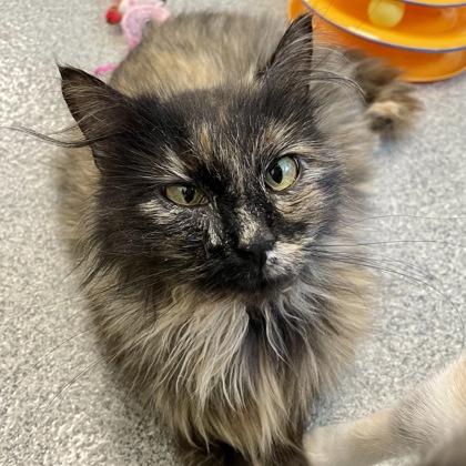 Enlarge Luna, a Adoptable mixed breed in Madison, WI image 3/3