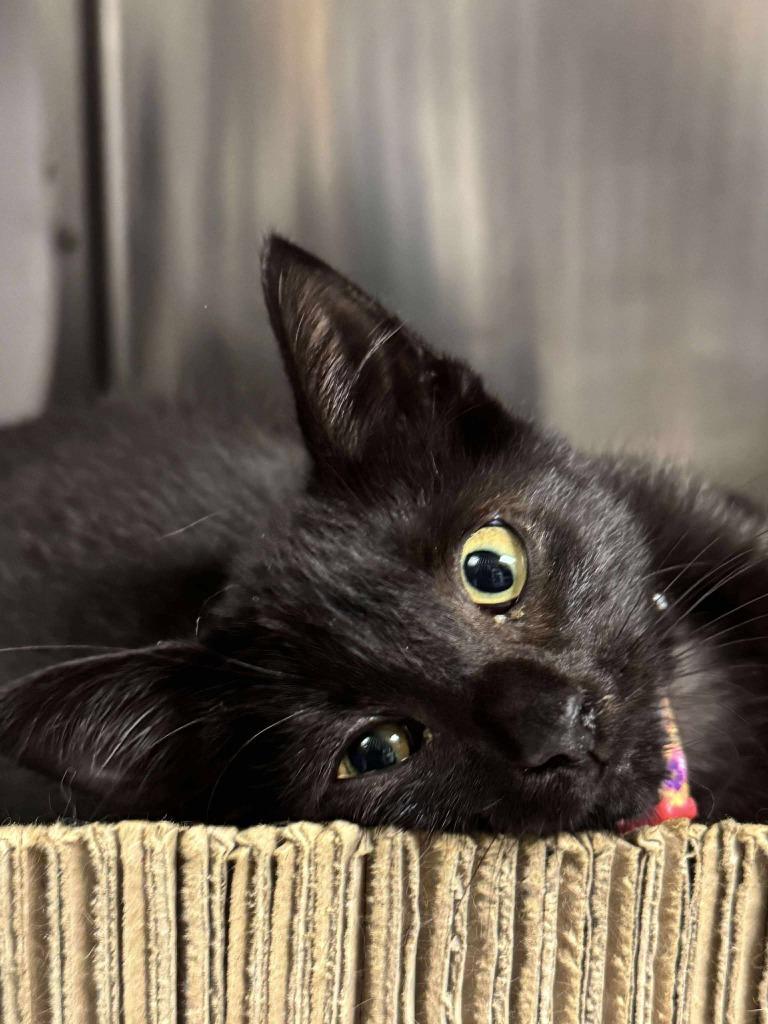 Autumn, Adoptable, Kitten Female Domestic Short Hair.