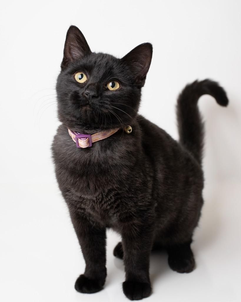 Enlarge Autumn, a Adoptable mixed breed in Boone, IA image 2/2