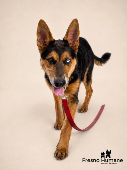 Duke Charles the 3rd, Adoptable, Adult Male Shepherd & Husky.