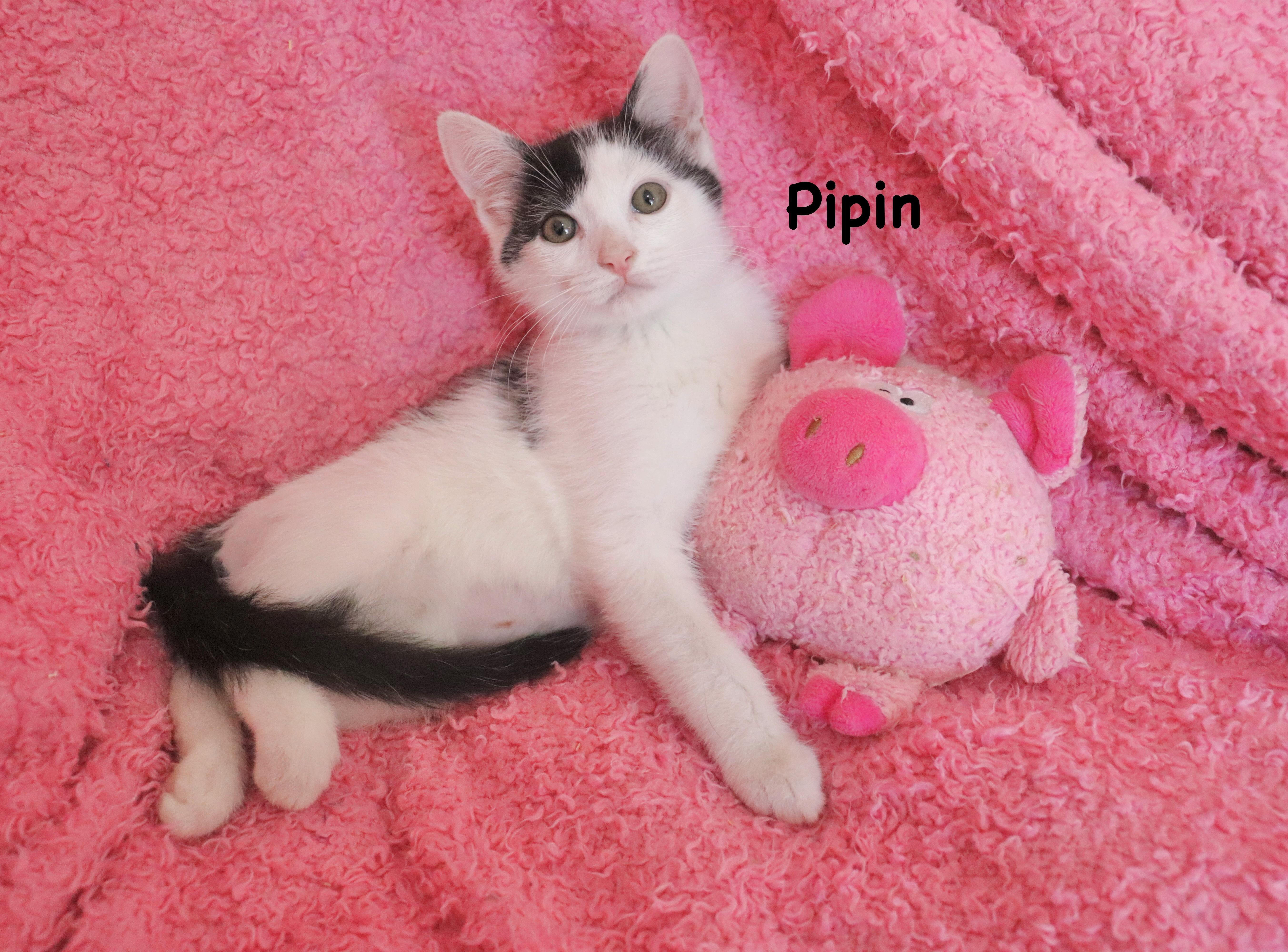 Pippin thumbnail 3
