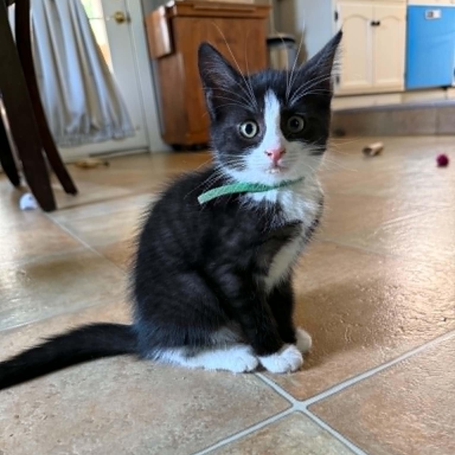 Jamie (must adopt with Milo), adoptable, Kitten Female Tuxedo.