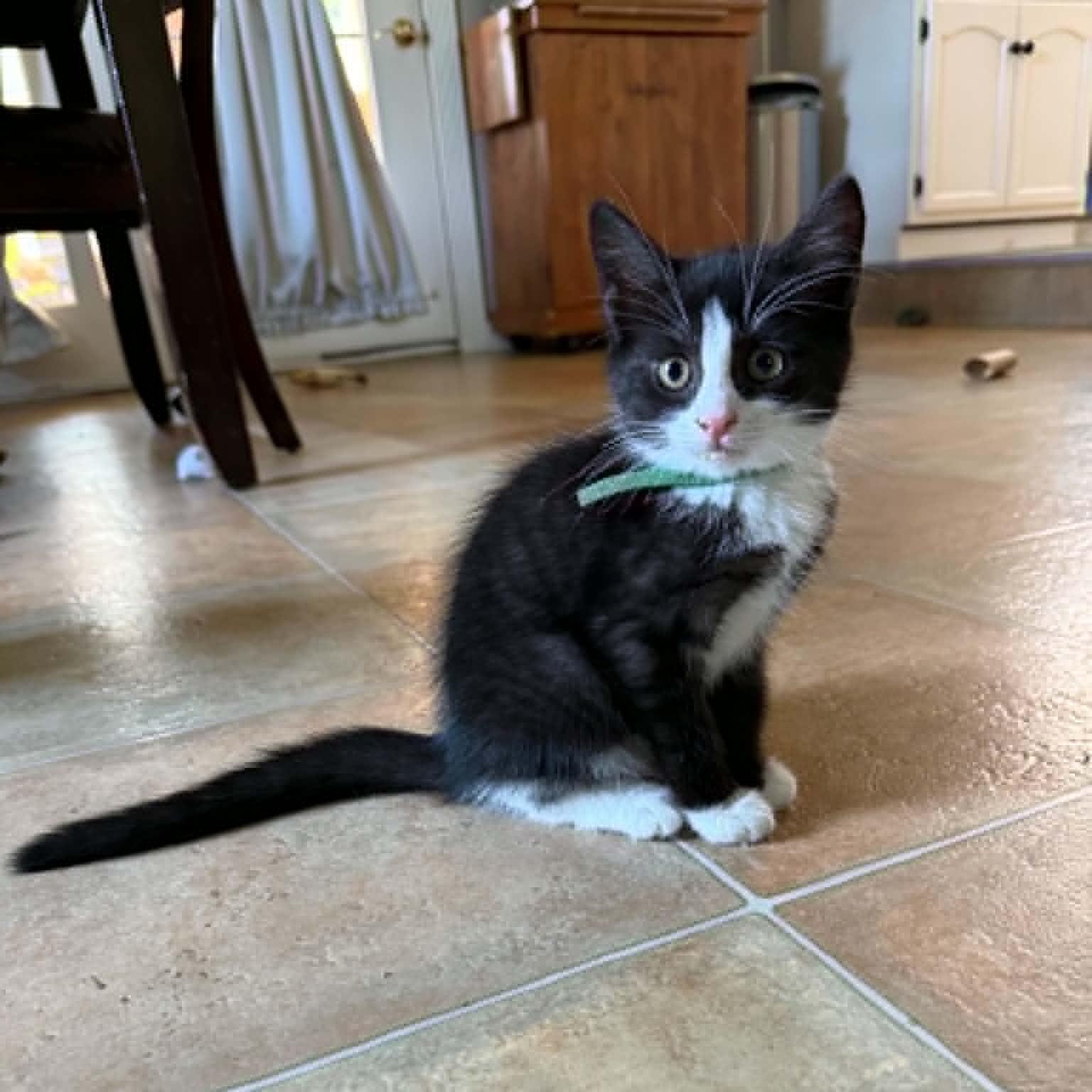 Jamie (must adopt with Milo), an adoptable Tuxedo in New Bedford, MA image 2/5