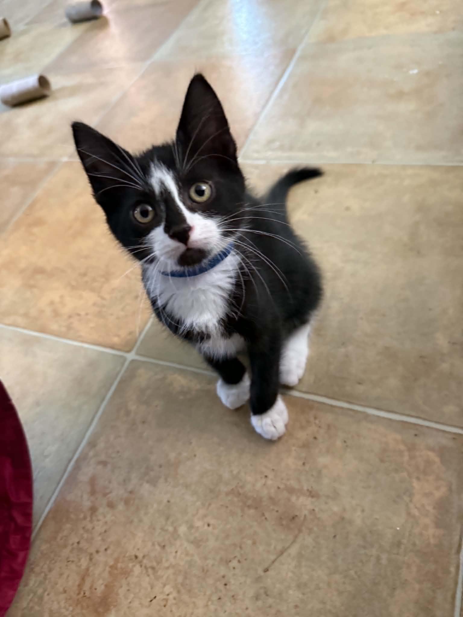 Jamie (must adopt with Milo), an adoptable Tuxedo in New Bedford, MA image 5/5