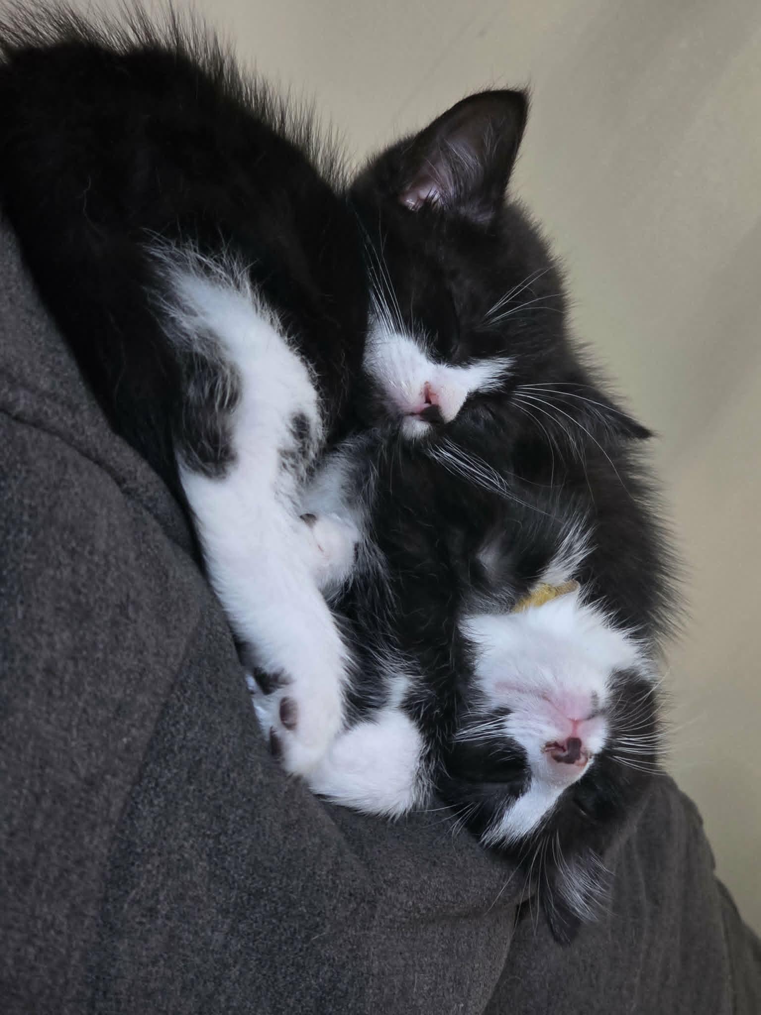 Jamie (must adopt with Milo), an adoptable Tuxedo in New Bedford, MA image 3/5