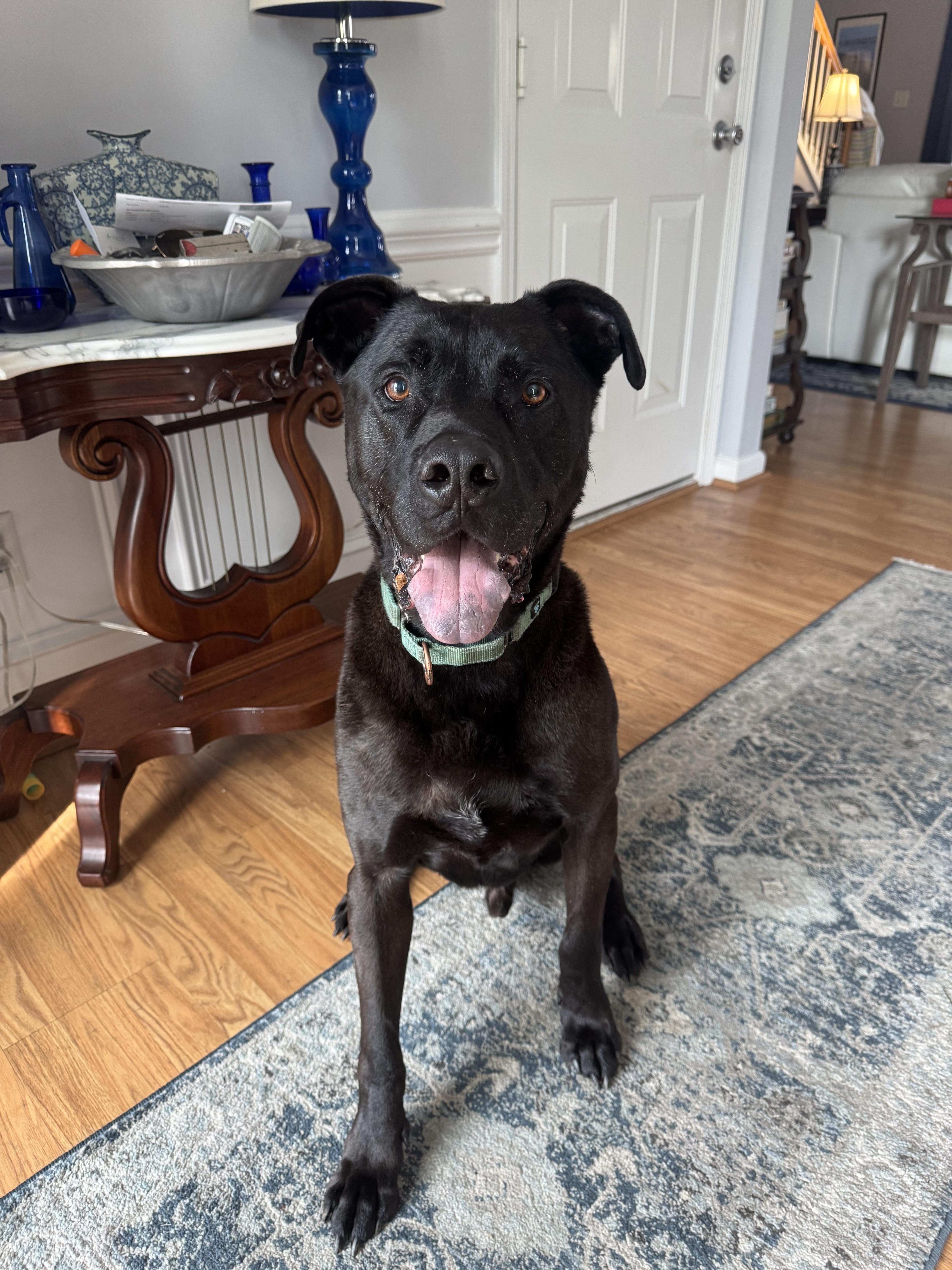 Crowley, ADOPTABLE, Adult Male Labrador Retriever & Pit Bull Terrier.