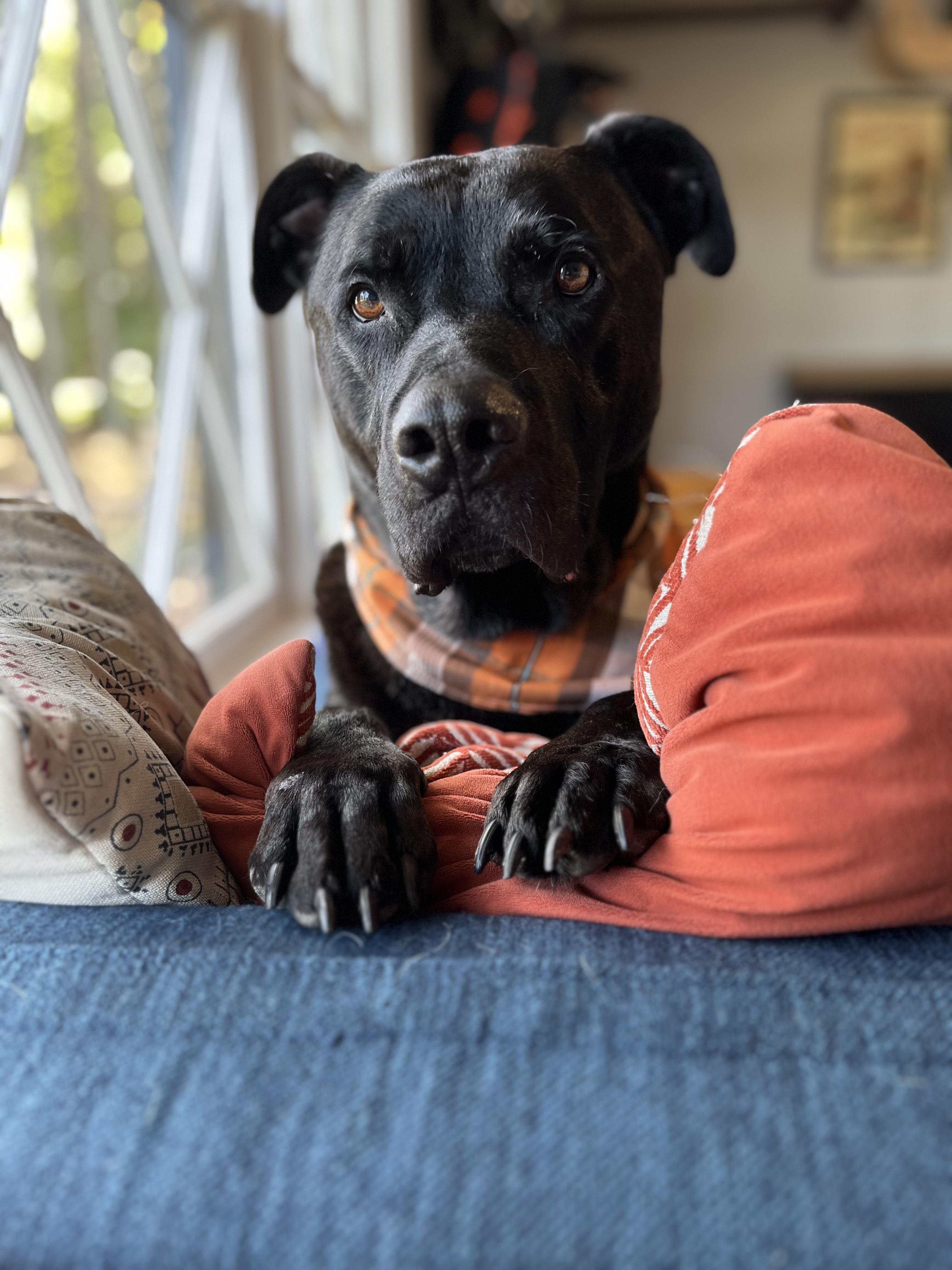 Enlarge Crowley, a ADOPTABLE mixed breed in Franklin, TN image 2/6