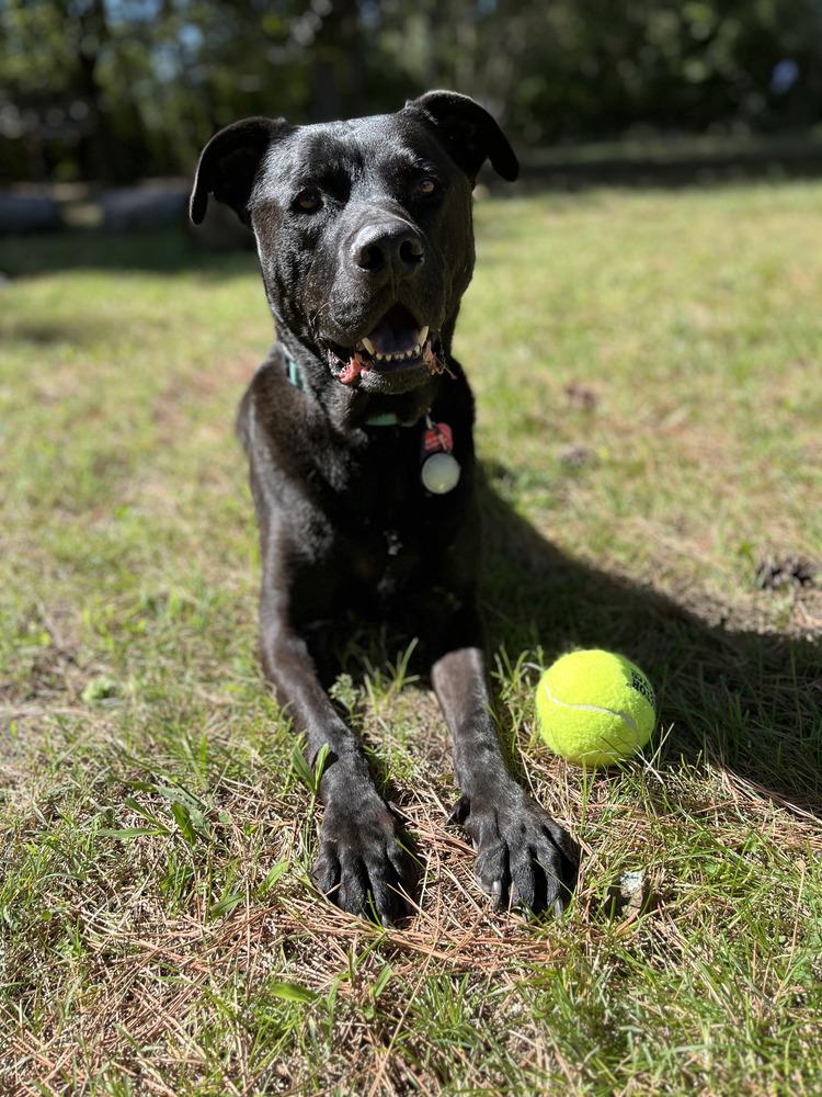 Enlarge Crowley, a ADOPTABLE mixed breed in Franklin, TN image 4/6