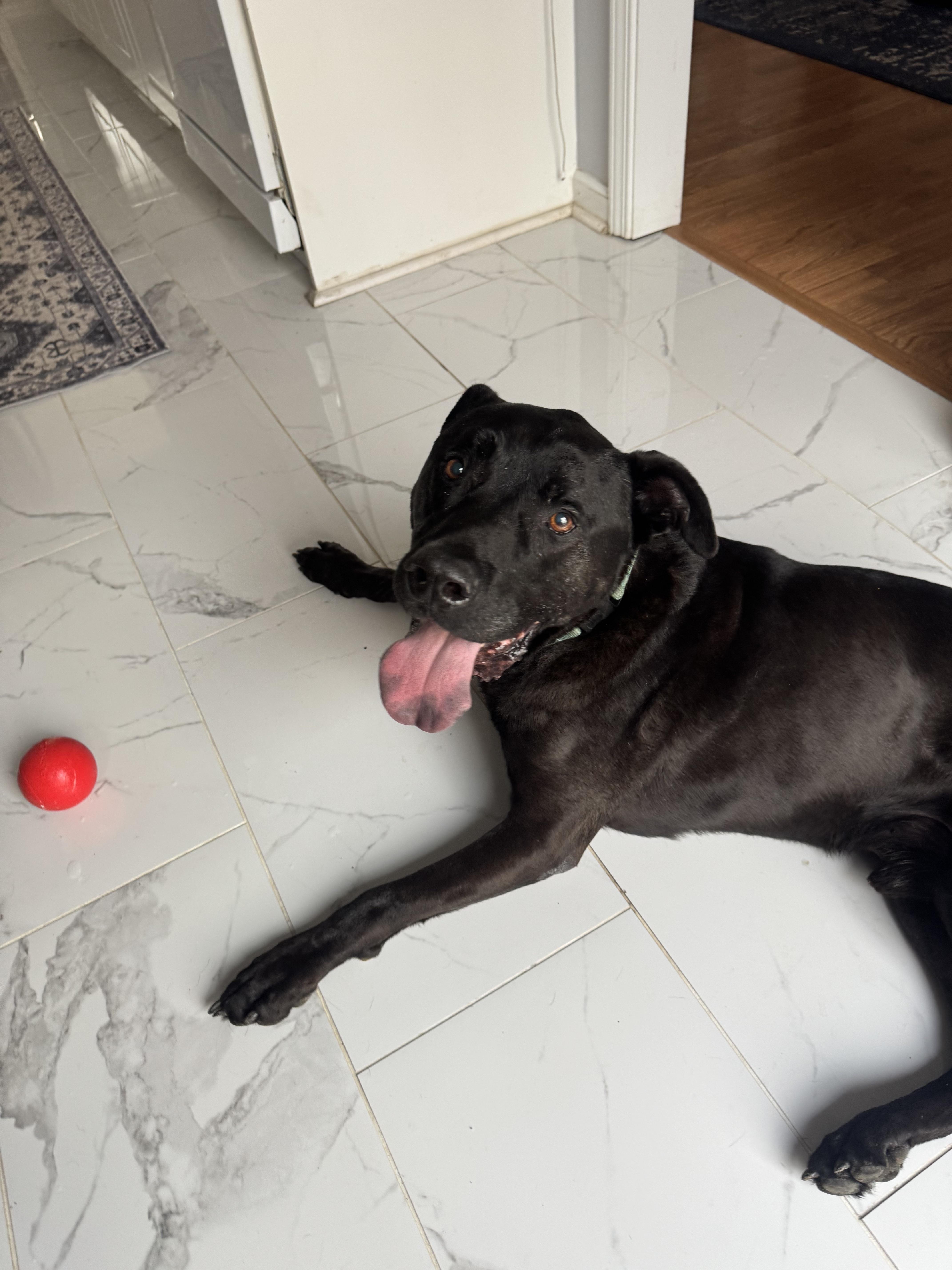 Enlarge Crowley, a ADOPTABLE mixed breed in Nashville, TN image 6/6