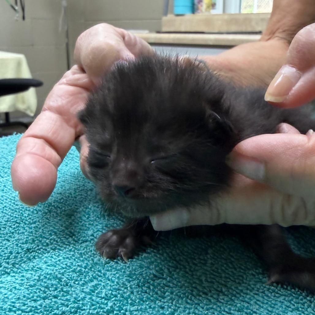 Floyd, Adoptable, Kitten Male Domestic Short Hair & Domestic Short Hair.