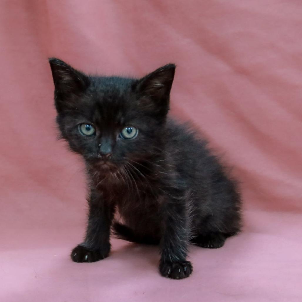 Enlarge Floyd, a Adoptable mixed breed in Madisonville, KY image 2/2